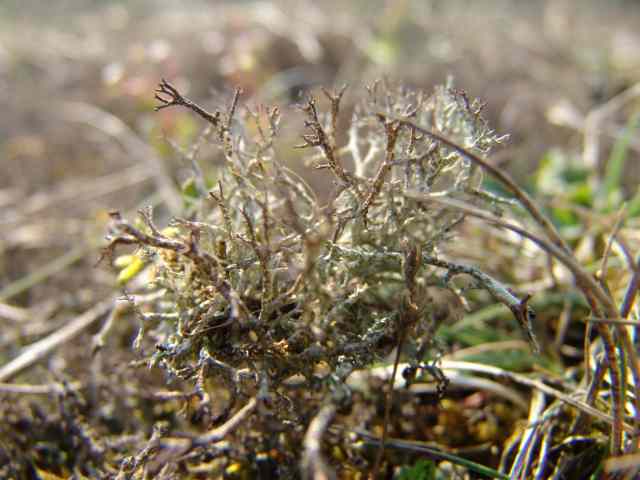 Cladonia rangiformis, karakteristiek korstmos van open laag duingrasland in de kalkrijke duinen